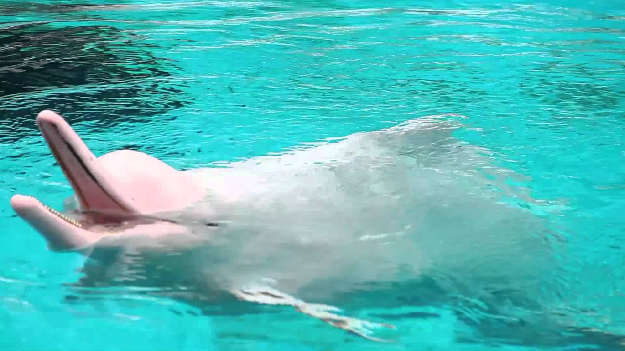 Pink Bottlenose Dolphin